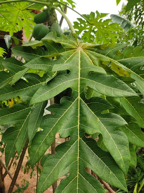 Pure Dried Papaya Carica Papaya Leaves Organic Natural Tea Etsy