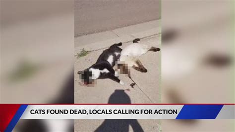 Animal Control Says No Foul Play In Death Of Neighborhood Cats