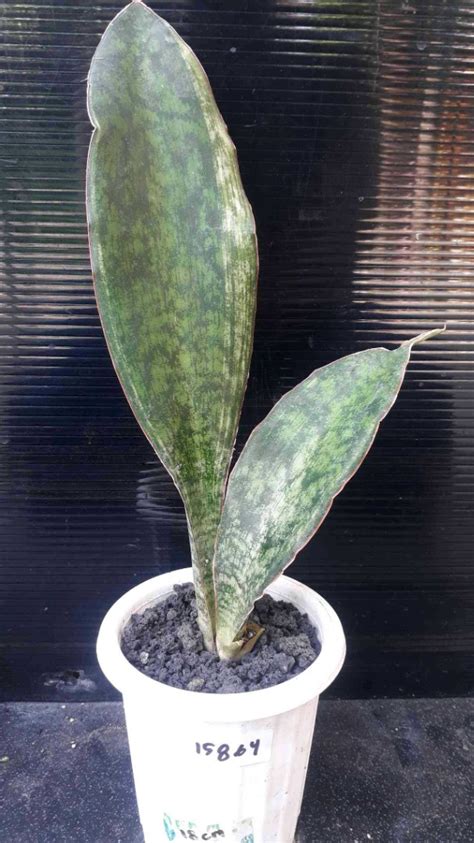 Sansevieria Macrophylla VARIEGATED Bare Rooted 15864 Furniture