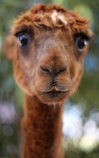 Good Morning Happyday Cute Animals Animals Beautiful Llama