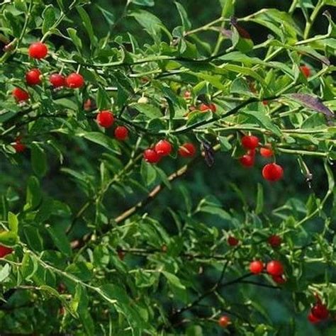 Huckleberry Bush Red Seeds Vaccinium Parvifolium 25