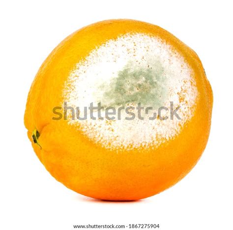 Rotten Orange Isolated On White Background Stock Photo 1867275904