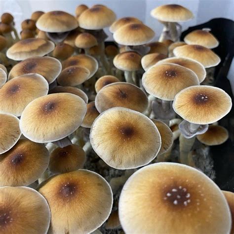 Blue Meanie Mushrooms Sacred Mushroom Spores