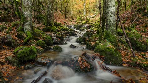 Water Stream And Rock Stones In Forest 4k Hd Nature Wallpapers Hd