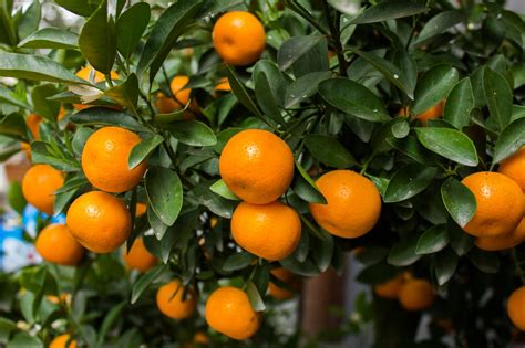 Imagine growing a small fruit tree right outside your back door. Growing Satsuma Trees | HGTV