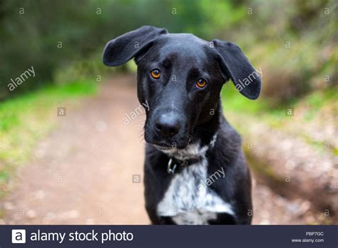The breeder would be better suited for that as they should know the size of the dogs within the lineage. White Dog Brown Spots Stock Photos & White Dog Brown Spots ...