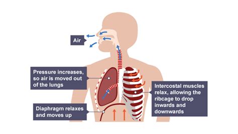 What Is Respiration And Gas Exchange Bbc Bitesize Hot Sex Picture