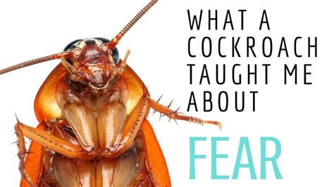 what a cockroach taught me about fear saving to sail