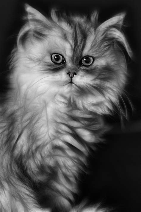 Free Images Black And White Kitten Whiskers Vertebrate Domestic