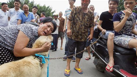 A Dogs Worst Nightmare Chinas Yulin Dog Meat Festival