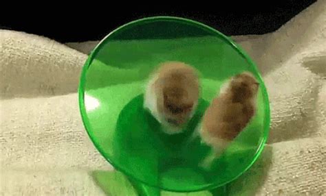 Robo Dwarf Hamsters Follow Jupiter2 Funny Hamsters Cute Hamsters