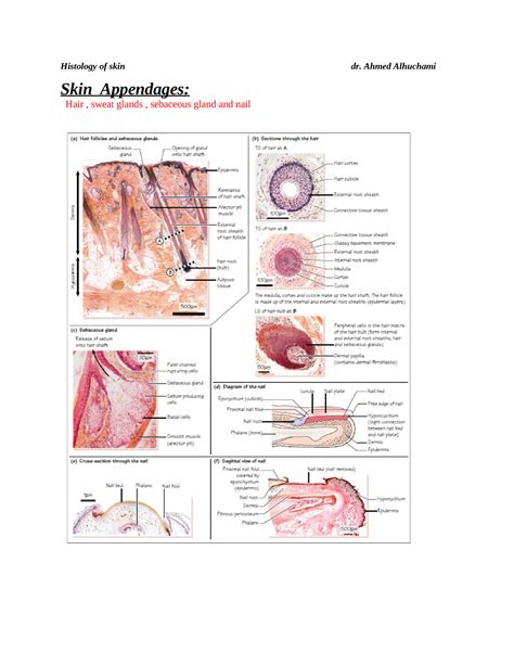 Histology Nail And Hair Copy Histology Of Skin Dr Ahmed Alhuchami