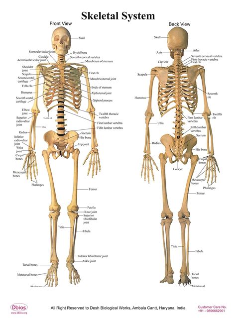 Diagram Skeletal System Joints Diagramaica