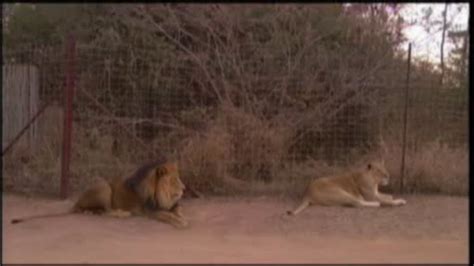 American Killed In Lion Attack In South Africa 6abc Philadelphia