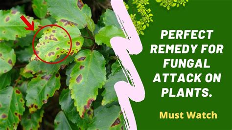 Perfect Remedy For Fungal Attack On Plants Orgakart Youtube