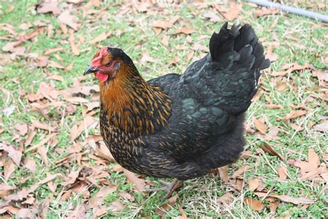 black star hen black star chickens best egg laying chickens chickens backyard