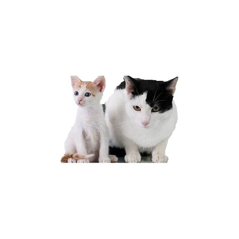 Cat Dog Pet Clip Art Fat Cat And Skinny Cat Png Download 600600