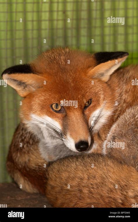 Red Fox Curled Hi Res Stock Photography And Images Alamy
