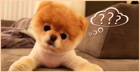 Questions Your Dog Would Like To Ask You Dogexpress