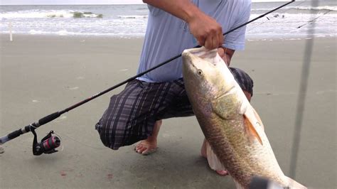 Surf Fishing At Folly Beach Youtube