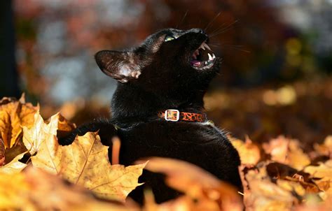 Wallpaper Black Cat Autumn Leaves Meows Blur Bokeh Images For