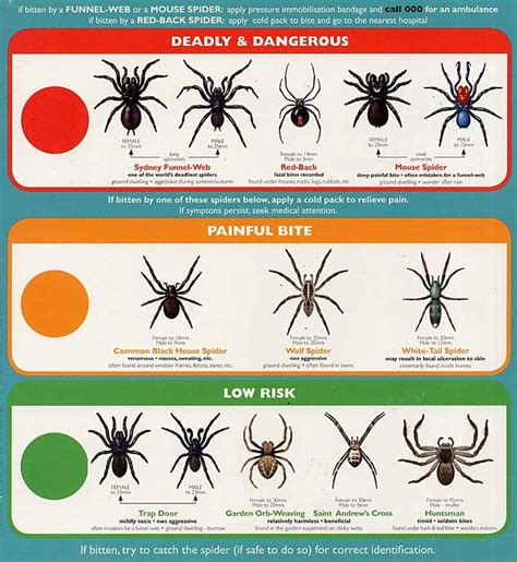 Black widows, named for their deadly courtship practices, are venomous spiders that are found all over the world. Pin on Health/Fitness