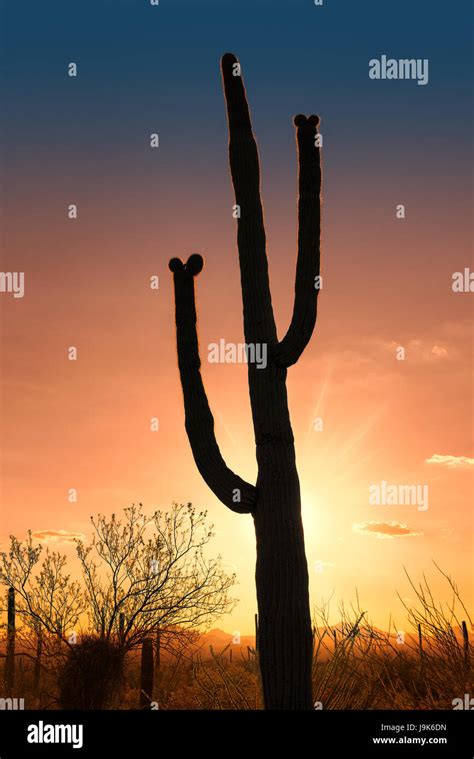 Saguaro Cactus In Sonoran Desert Arizona Stock Photo Alamy