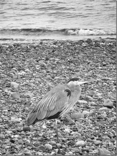 A Bird On The Beach