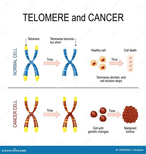 Cromosoma Y Telomere Para Sano Y Las Células Cancerosas Ilustración Del