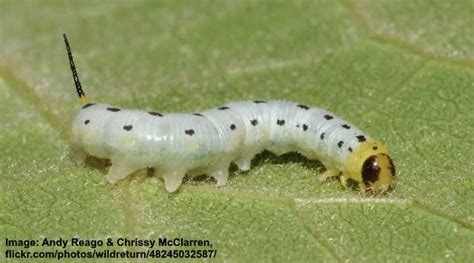 Types Of White Caterpillars Including Fuzzy Pictures And Identification 2022