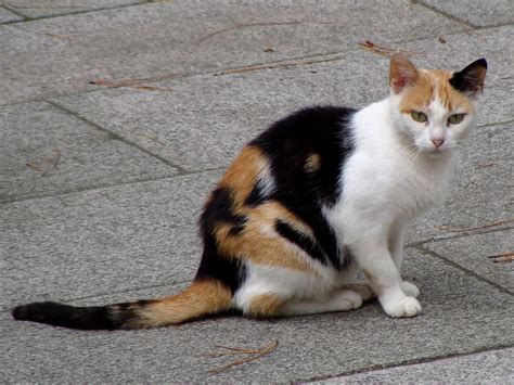 Filecalico Cat In La Coruna Of Spain 01