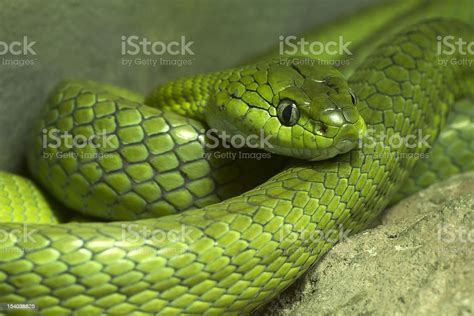 Green Pit Viper Stock Photo Download Image Now Animal Animal Body