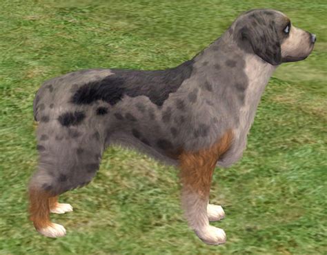 Mod The Sims Australian Shepherd