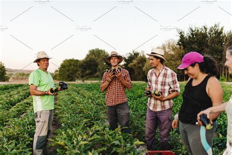 Farmers Harvesting In The Field High Quality People Images ~ Creative