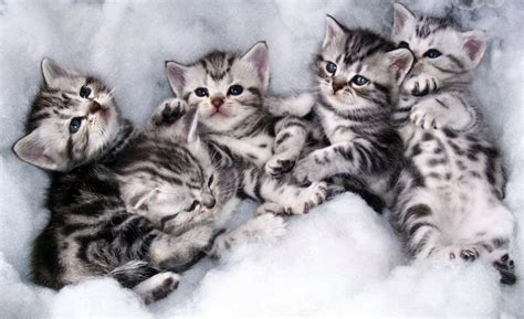 40 Most Beautiful American Shorthair Cat Pictures And Photos
