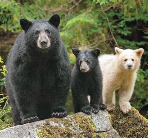 American Black Bears Ironically Show A Great Deal Of Color Variation