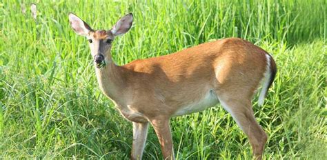 How Long Are Deer Pregnant Gestation Period Explained
