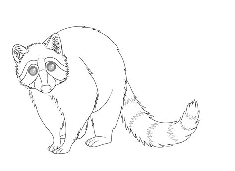 Raccoon Line Drawing At Explore Collection Of