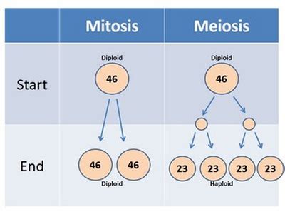 Pairing of chromosomes does not occur in mitosis. Difference between Mitosis and Meiosis | LaboratoryInfo.com