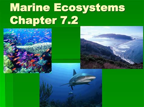 Ppt Marine Ecosystems Chapter 72 Powerpoint Presentation Free