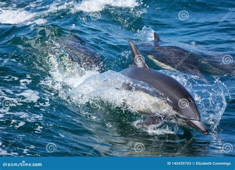 Dolphins Jump And Play In The Wake Of A Boat Stock Image Image Of