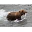 Fat Bear Week Is The Life Or Death Showdown To Find Alaskas Heaviest 