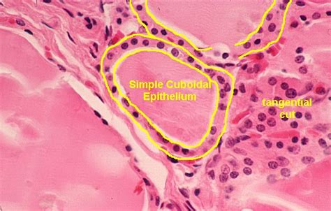 Basic Histology Cuboidal Epithelium Thyroid