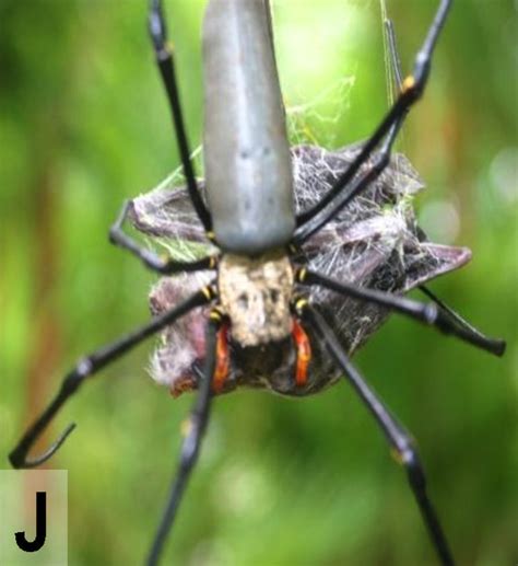 bat eating spiders the most terrifying thing you ll see today wired