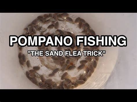 Pompano Fishing Easy Trick To Keep Sand Fleas Alive For Days Youtube Sand Fleas Surf Fishing