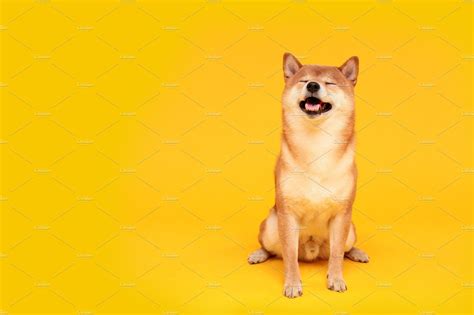 Japanese Smiling Shiba Inu Dog High Quality Animal Stock Photos