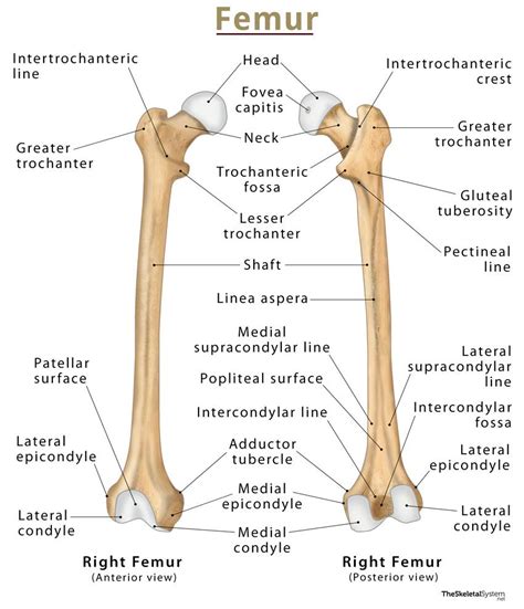 Femur Labeled Diagram Science Diagrams Anatomy Bones Femur Bone My