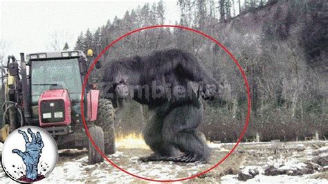 5 Bigfoot Caught On Camera And Spotted In Real Life