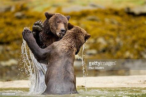 Grizzly Bear Fighting Photos And Premium High Res Pictures Getty Images