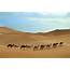 10 Best Sahara Desert Tours & Vacation Packages 2021/2022  TourRadar